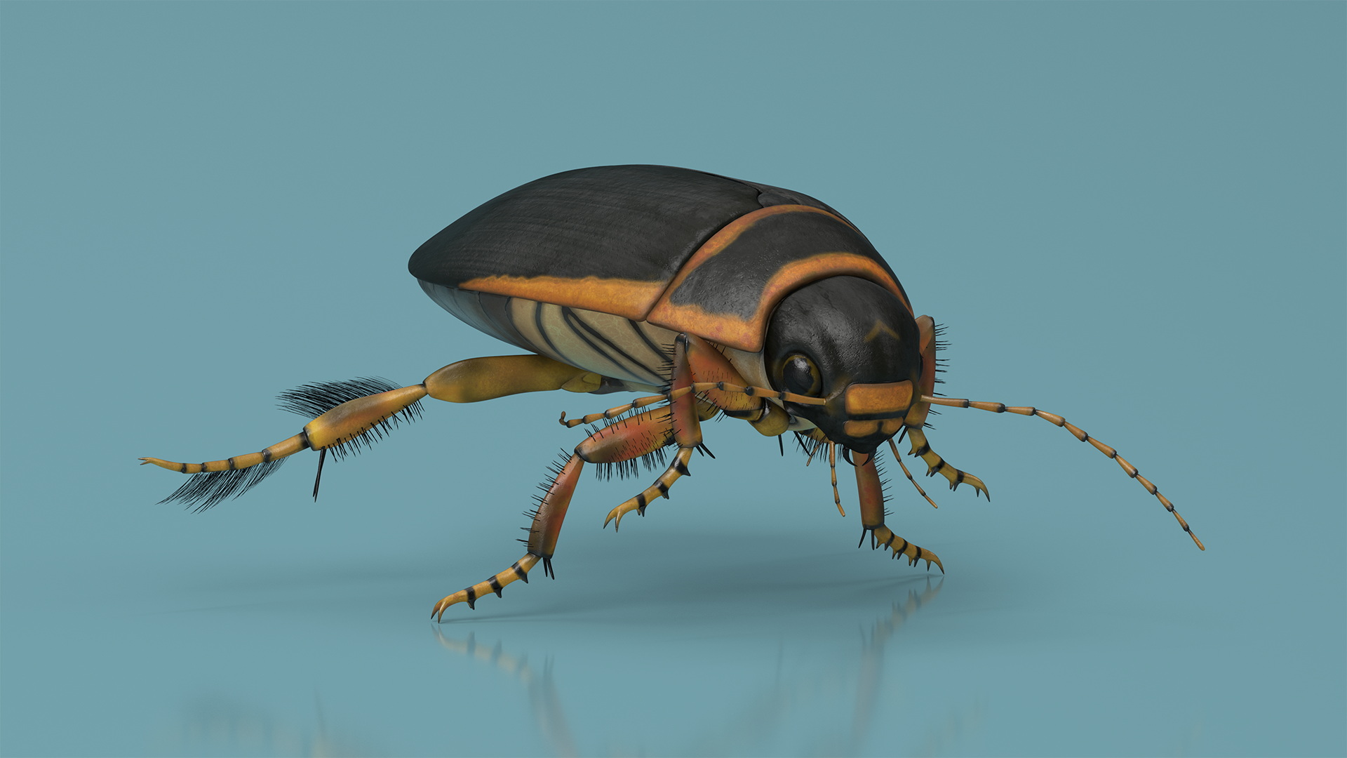 Insect Water Beetle Brown Realistic Rigged 3D
