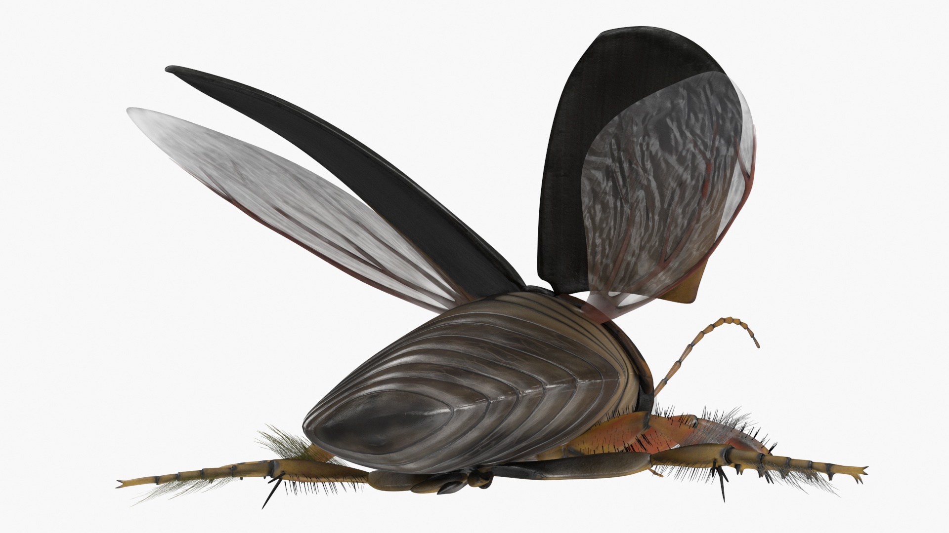 Insect Water Beetle Brown Realistic Rigged 3D