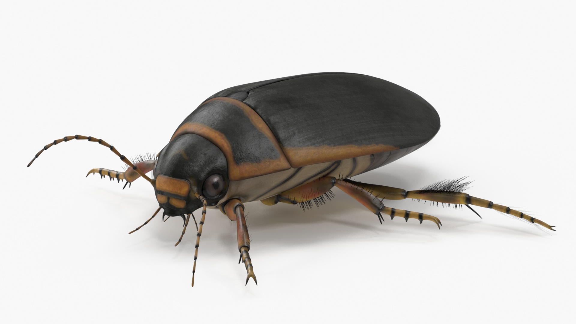 Insect Water Beetle Brown Realistic Rigged 3D