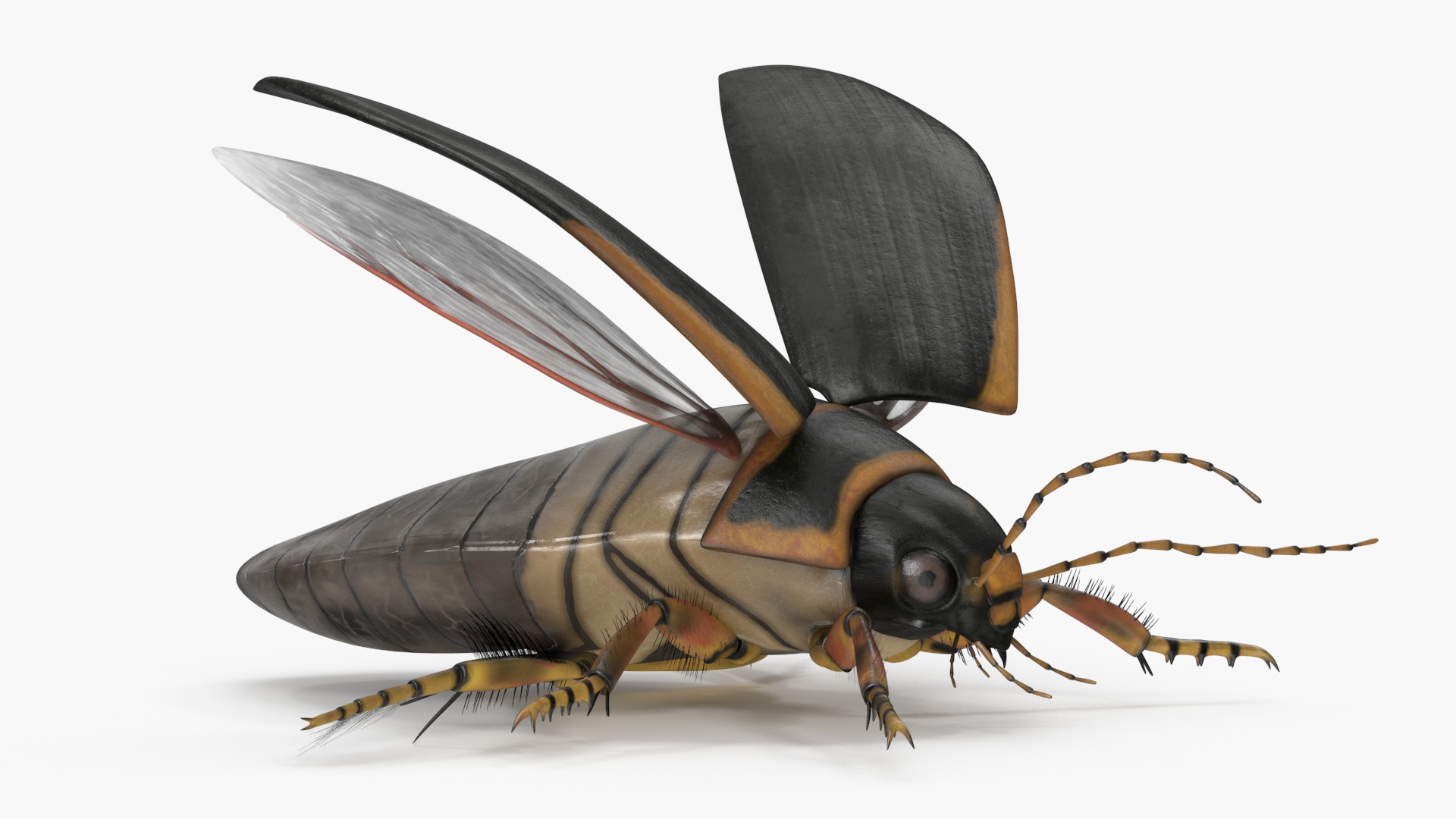 Insect Water Beetle Brown Realistic Rigged 3D