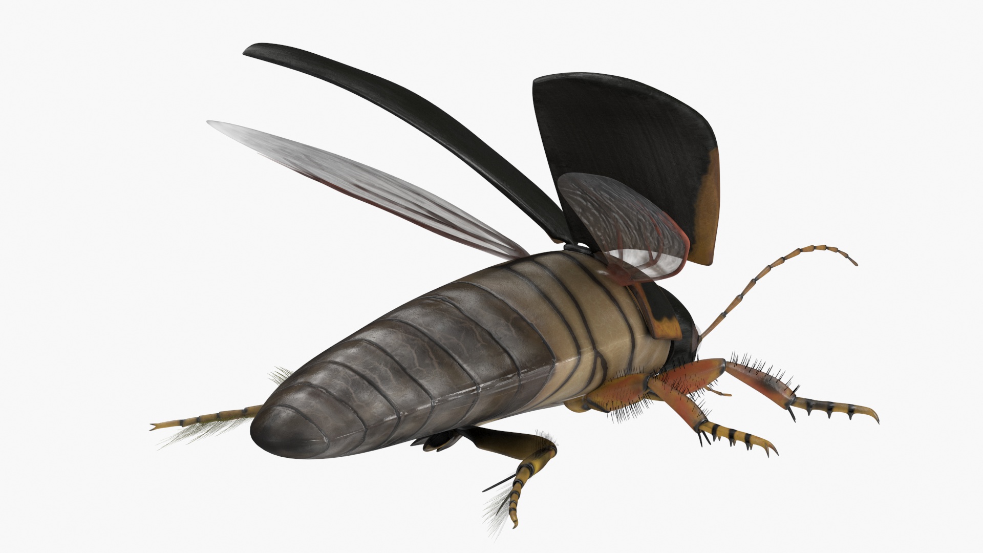 Insect Water Beetle Brown Realistic Rigged 3D