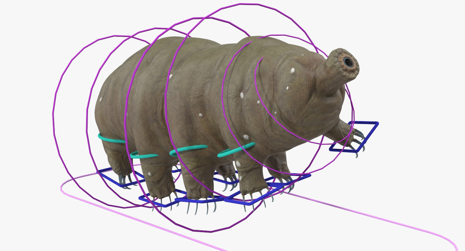 Tardigrade Rigged 3D