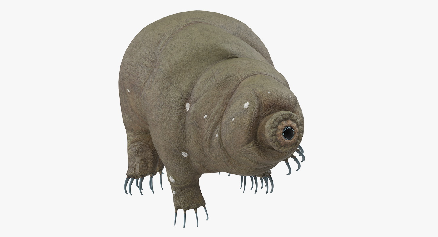 Tardigrade Rigged 3D
