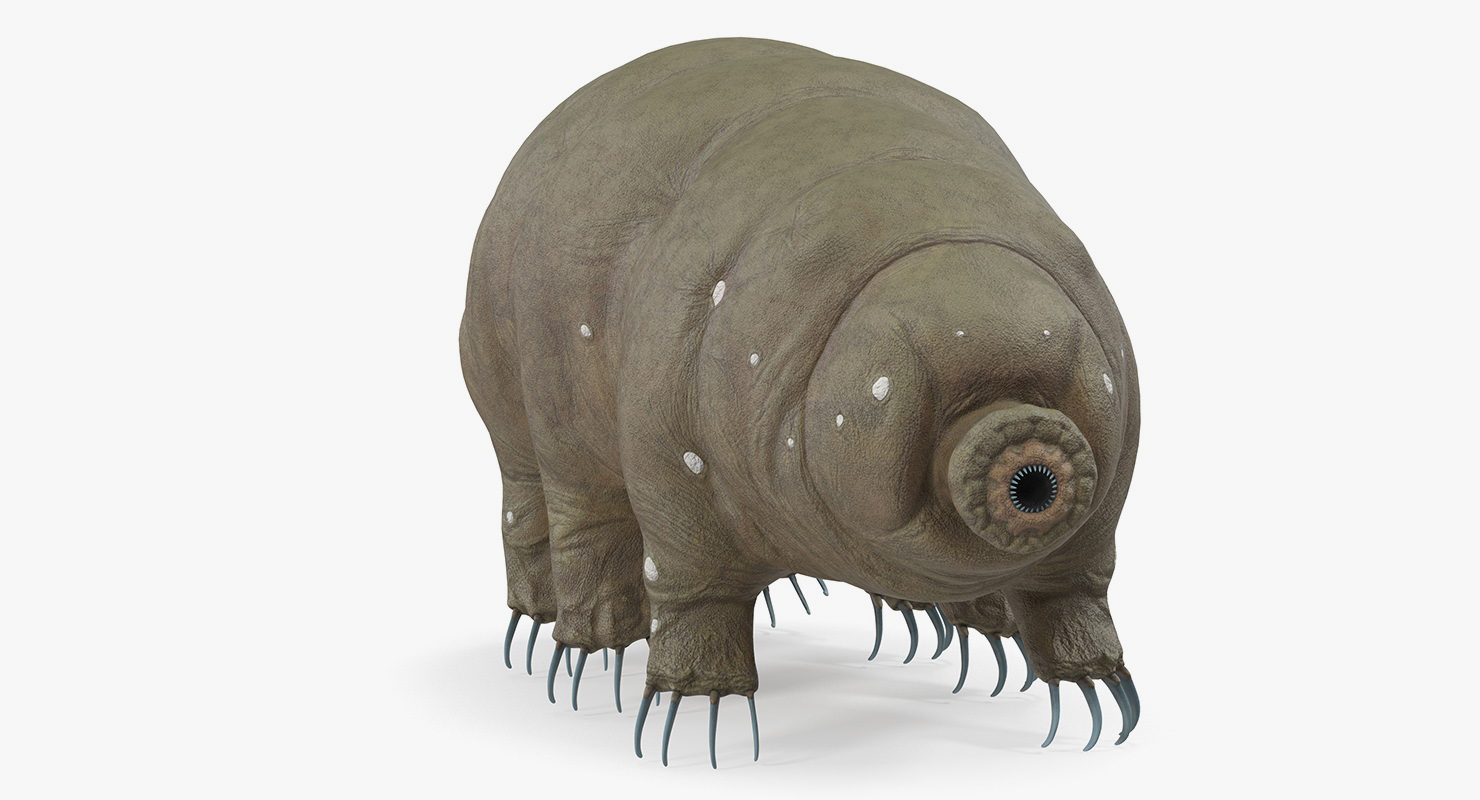 Tardigrade Rigged 3D