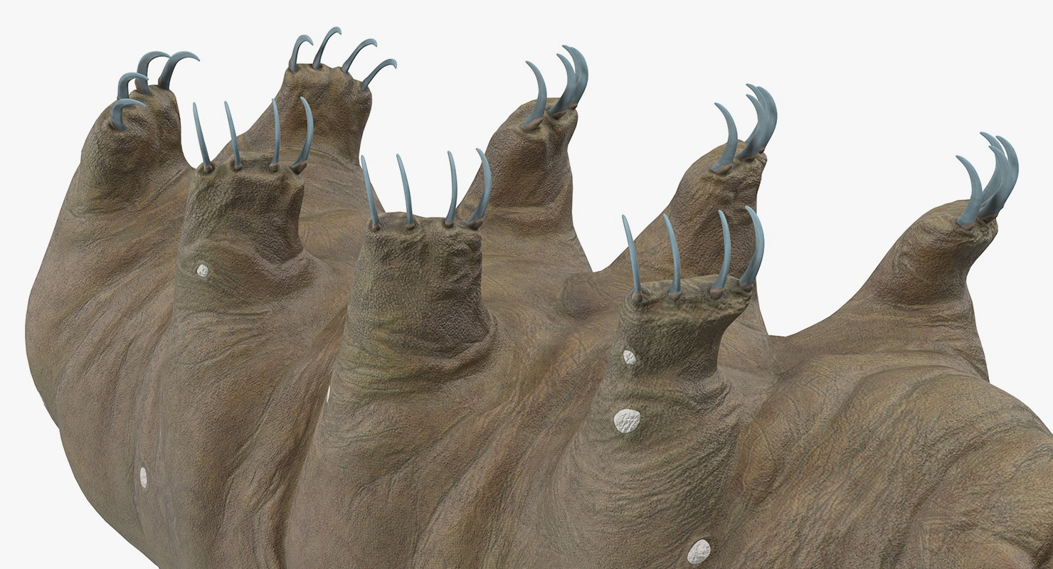 Tardigrade Rigged 3D