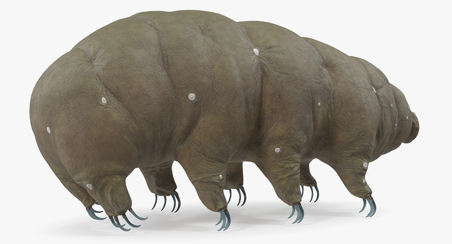 Tardigrade Rigged 3D