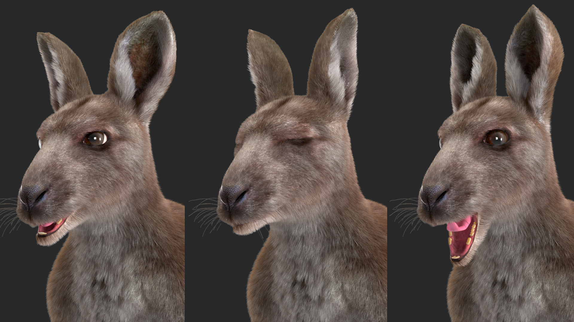 3D Female Kangaroo Fur Rigged