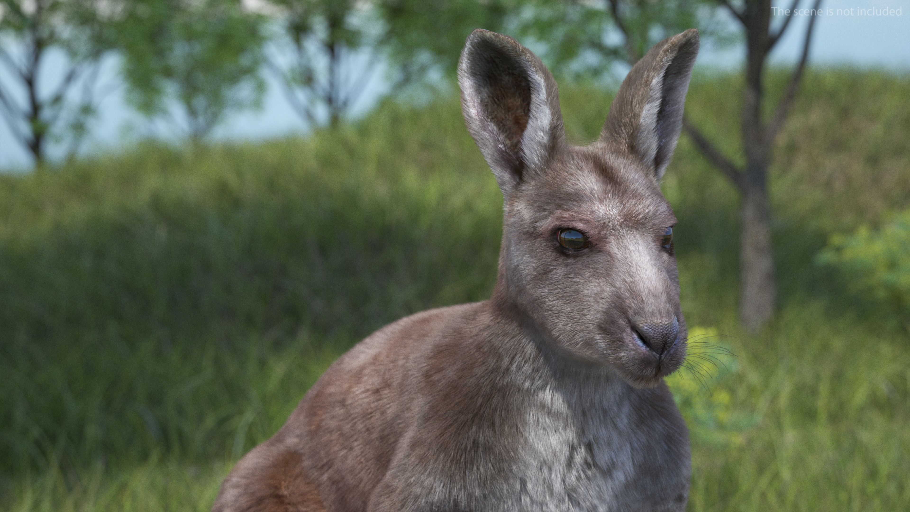 3D Female Kangaroo Fur Rigged