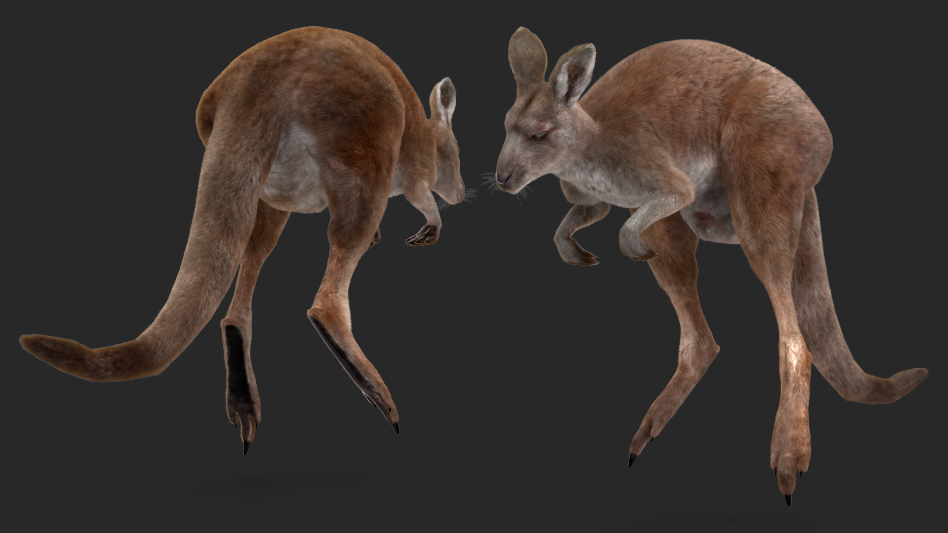 3D Female Kangaroo Fur Rigged