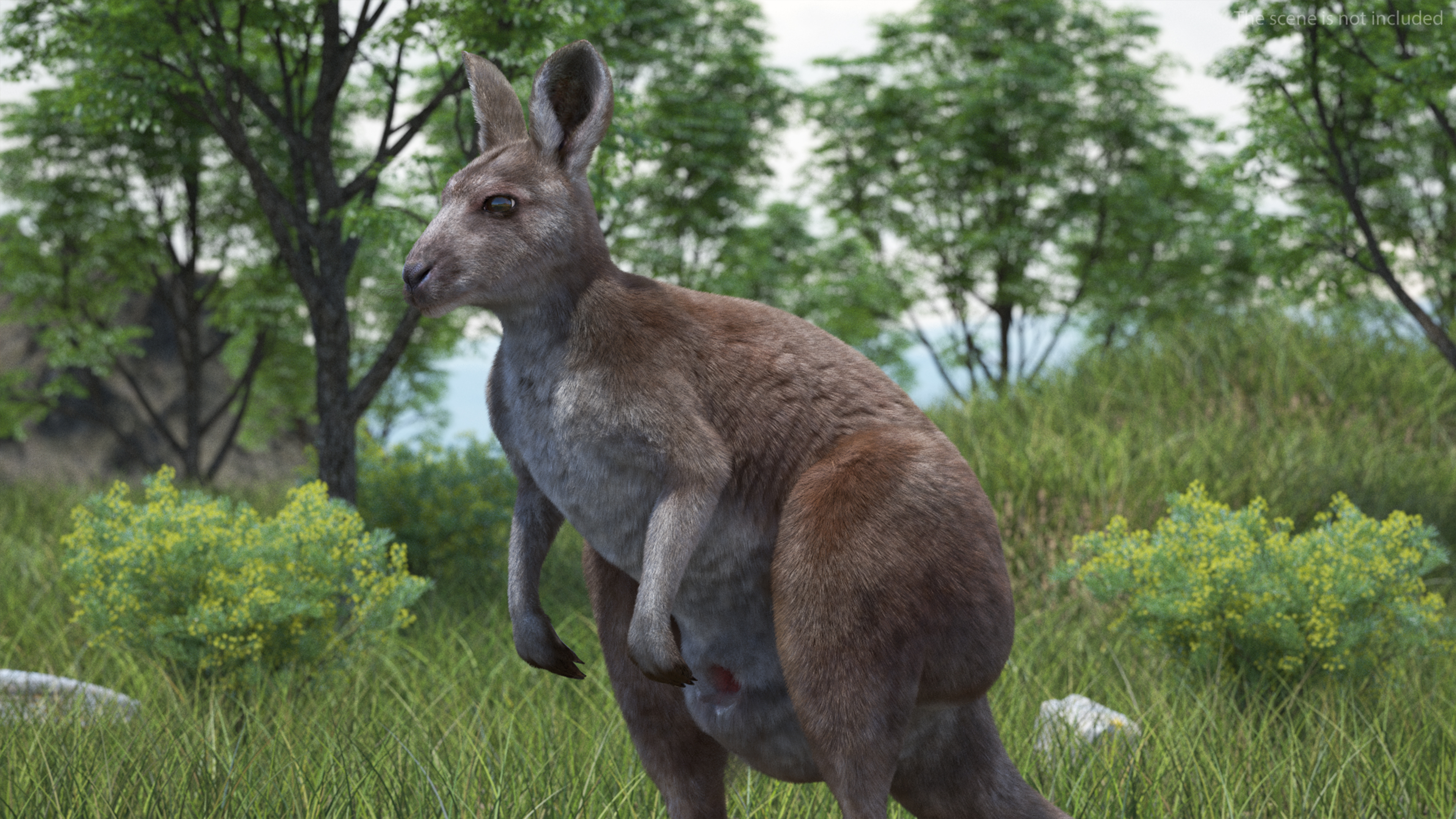 3D Female Kangaroo Fur Rigged