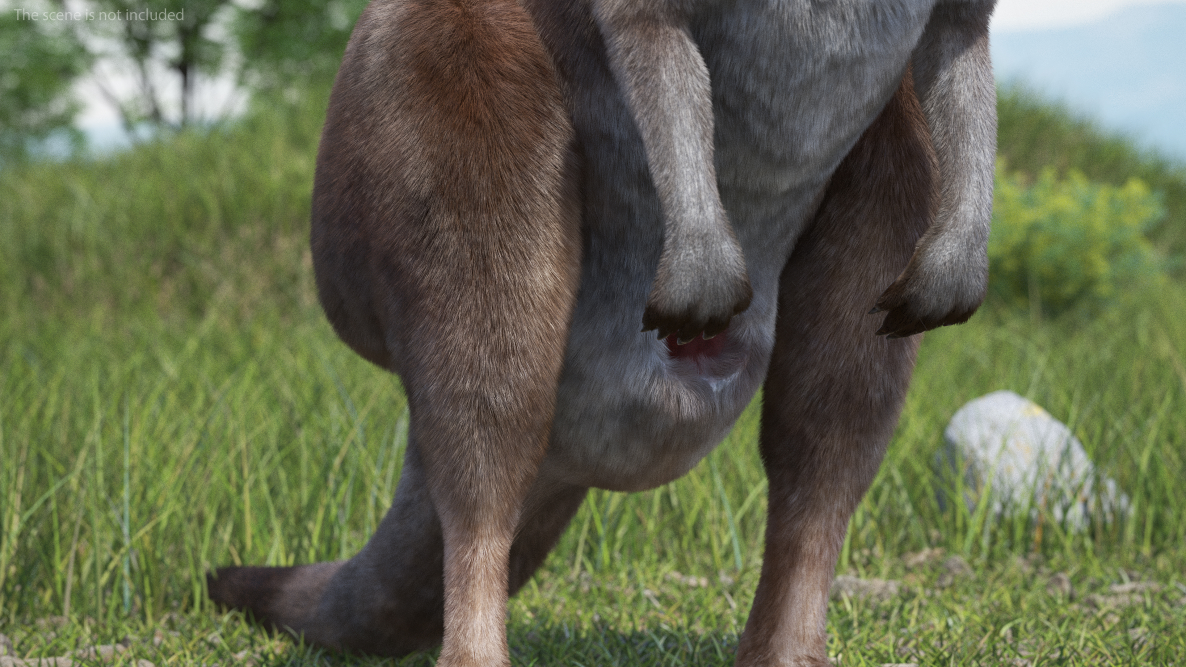 3D Female Kangaroo Fur Rigged