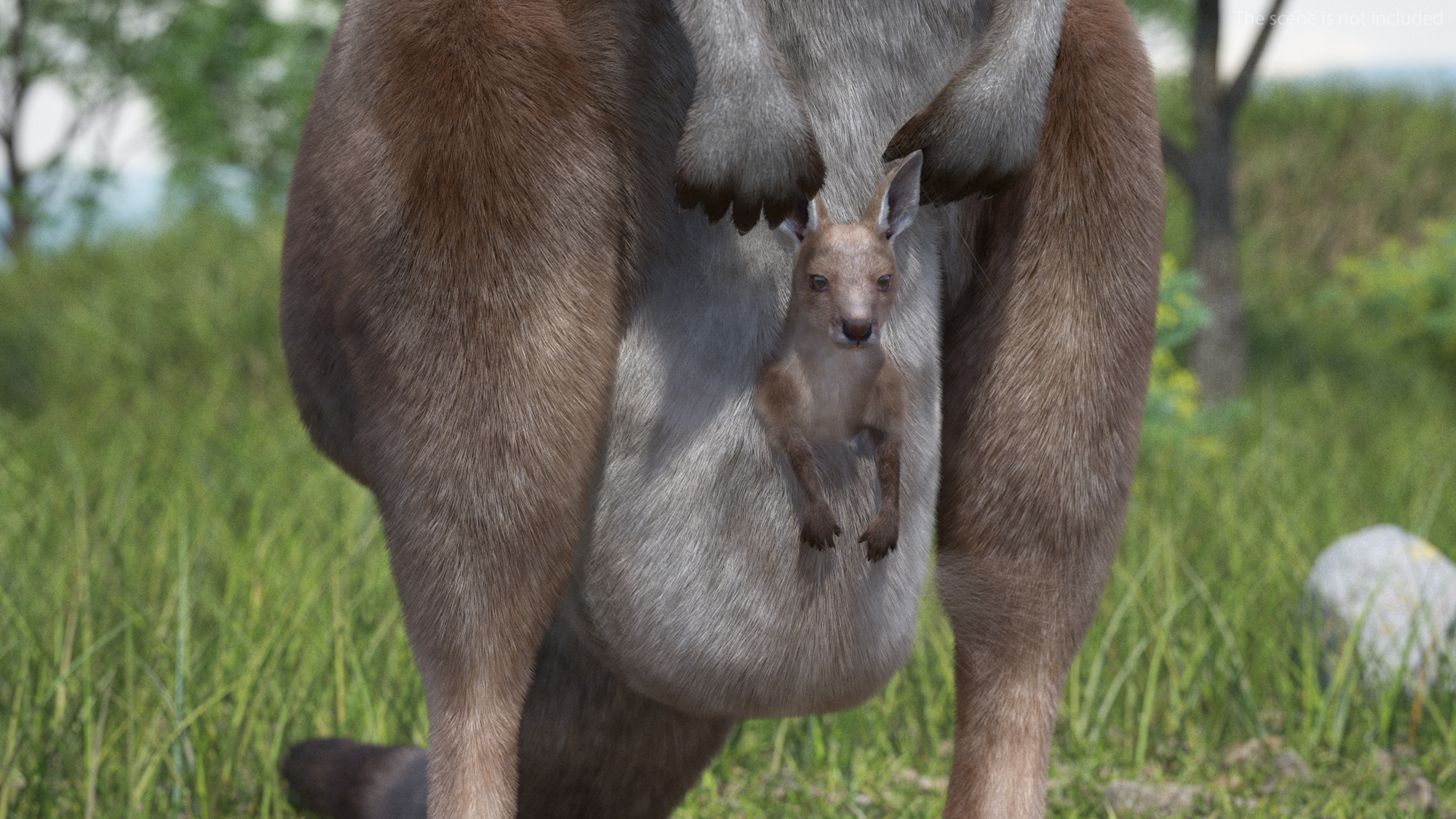 3D Female Kangaroo Fur Rigged