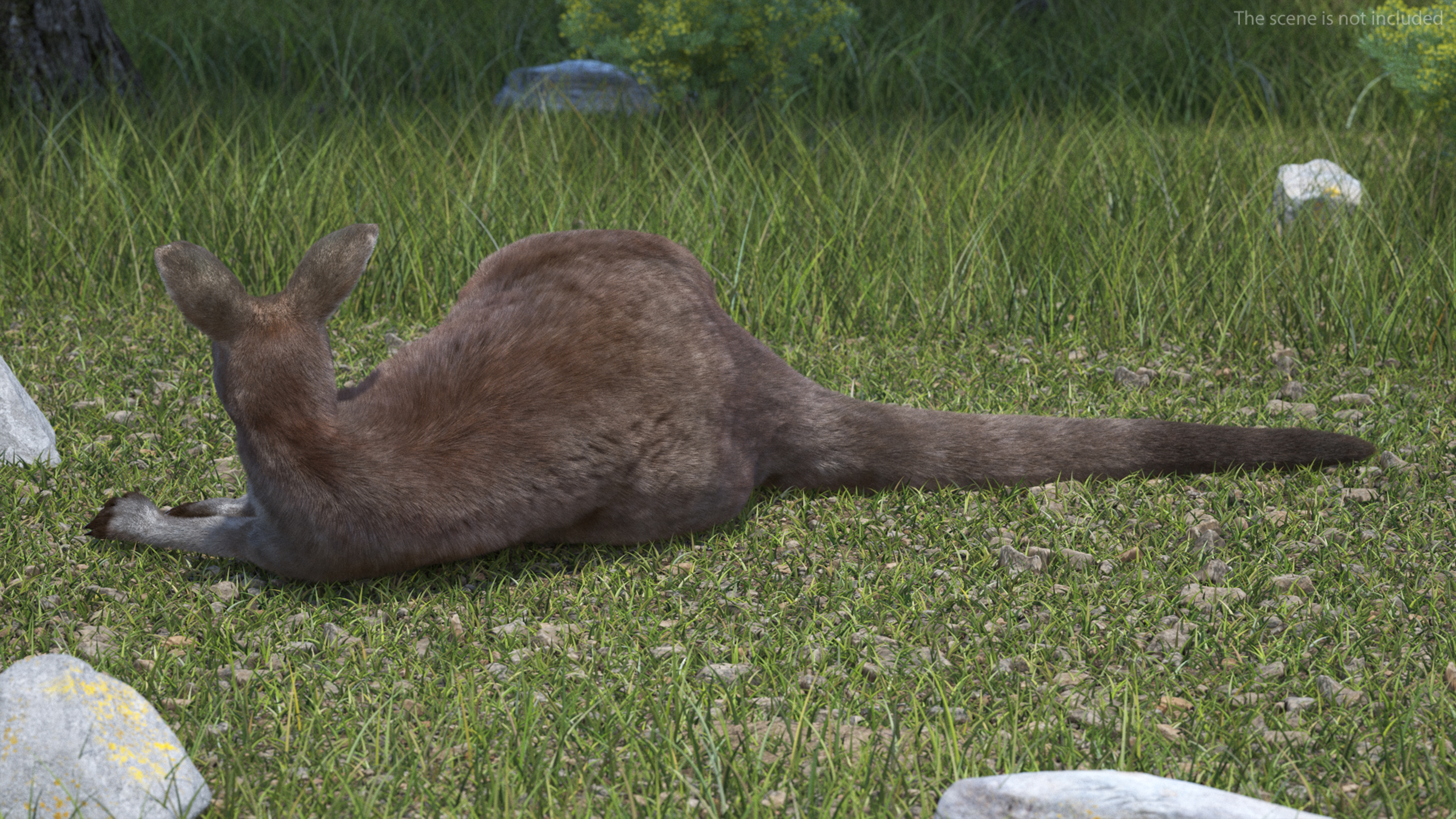 3D Female Kangaroo Fur Rigged