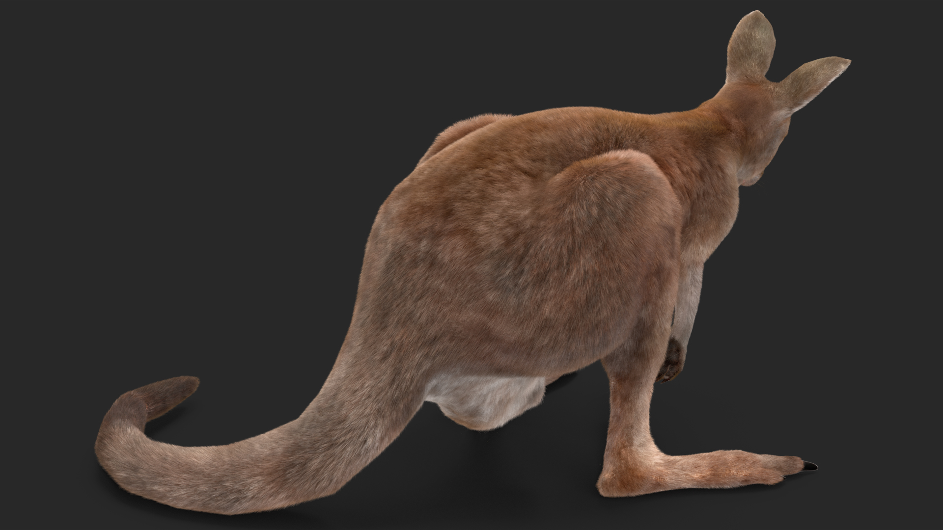 3D Female Kangaroo Fur Rigged