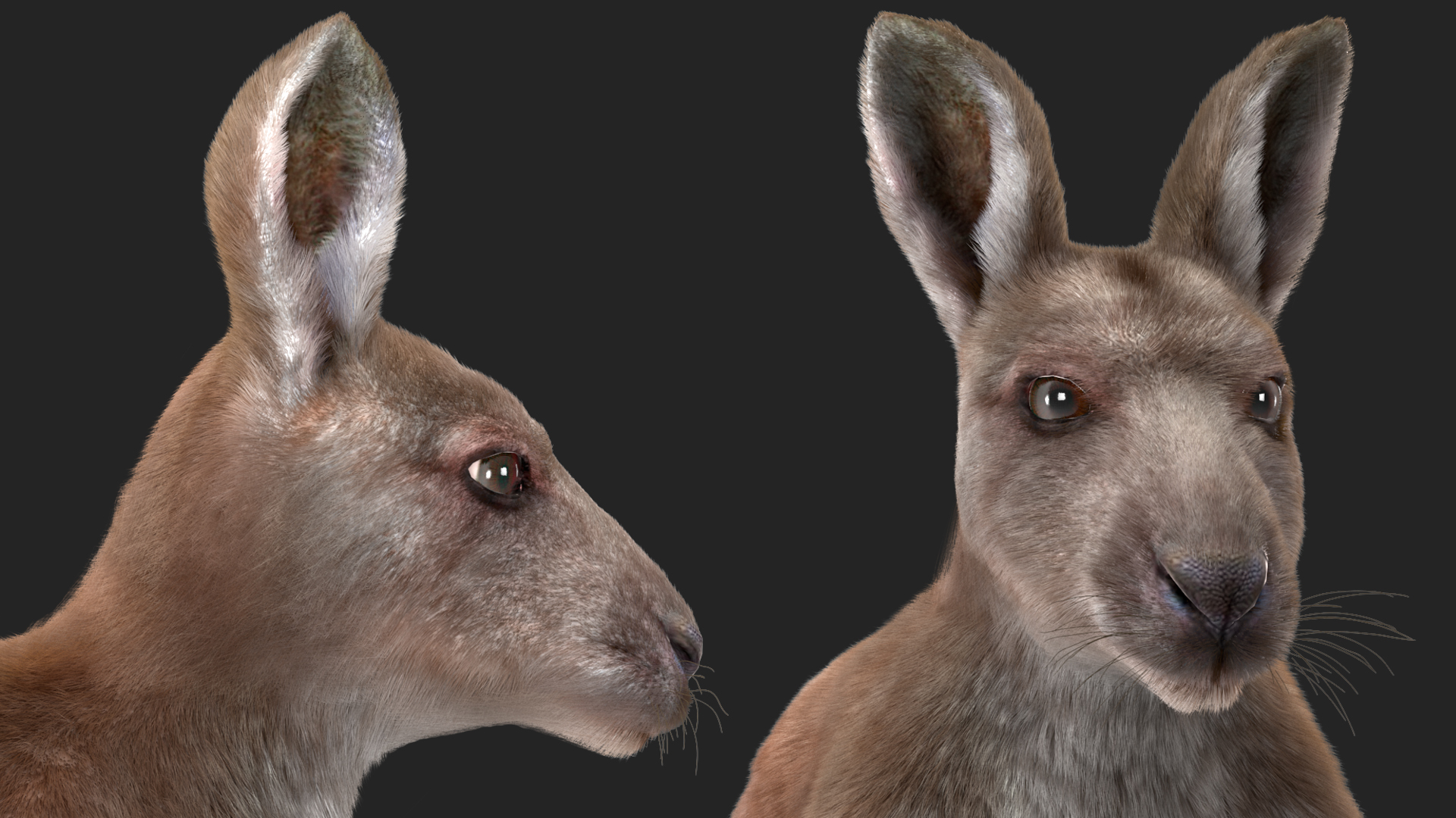 3D Female Kangaroo Fur Rigged