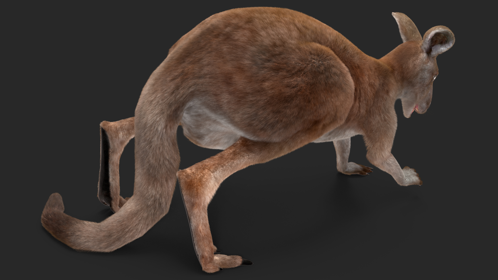 3D Female Kangaroo Fur Rigged