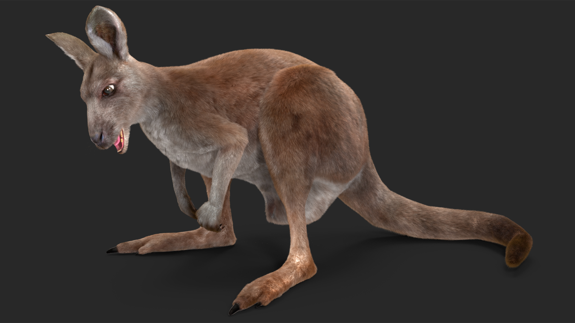 3D Female Kangaroo Fur Rigged