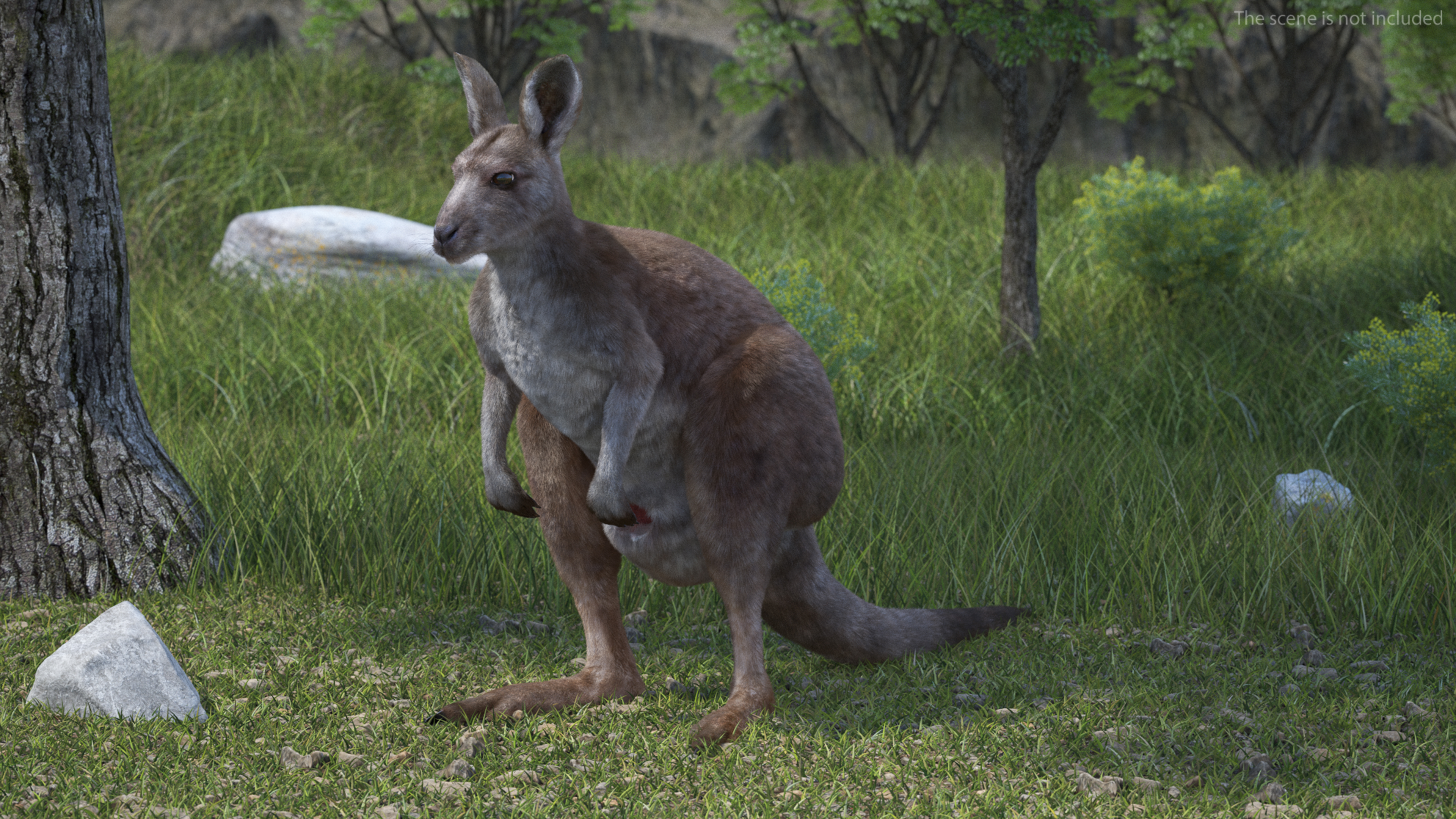 3D Female Kangaroo Fur Rigged