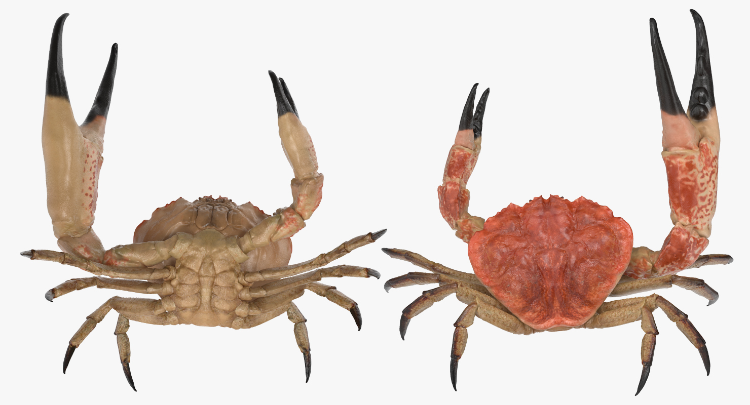 Tasmanian Giant Crab Fighting Pose 3D model