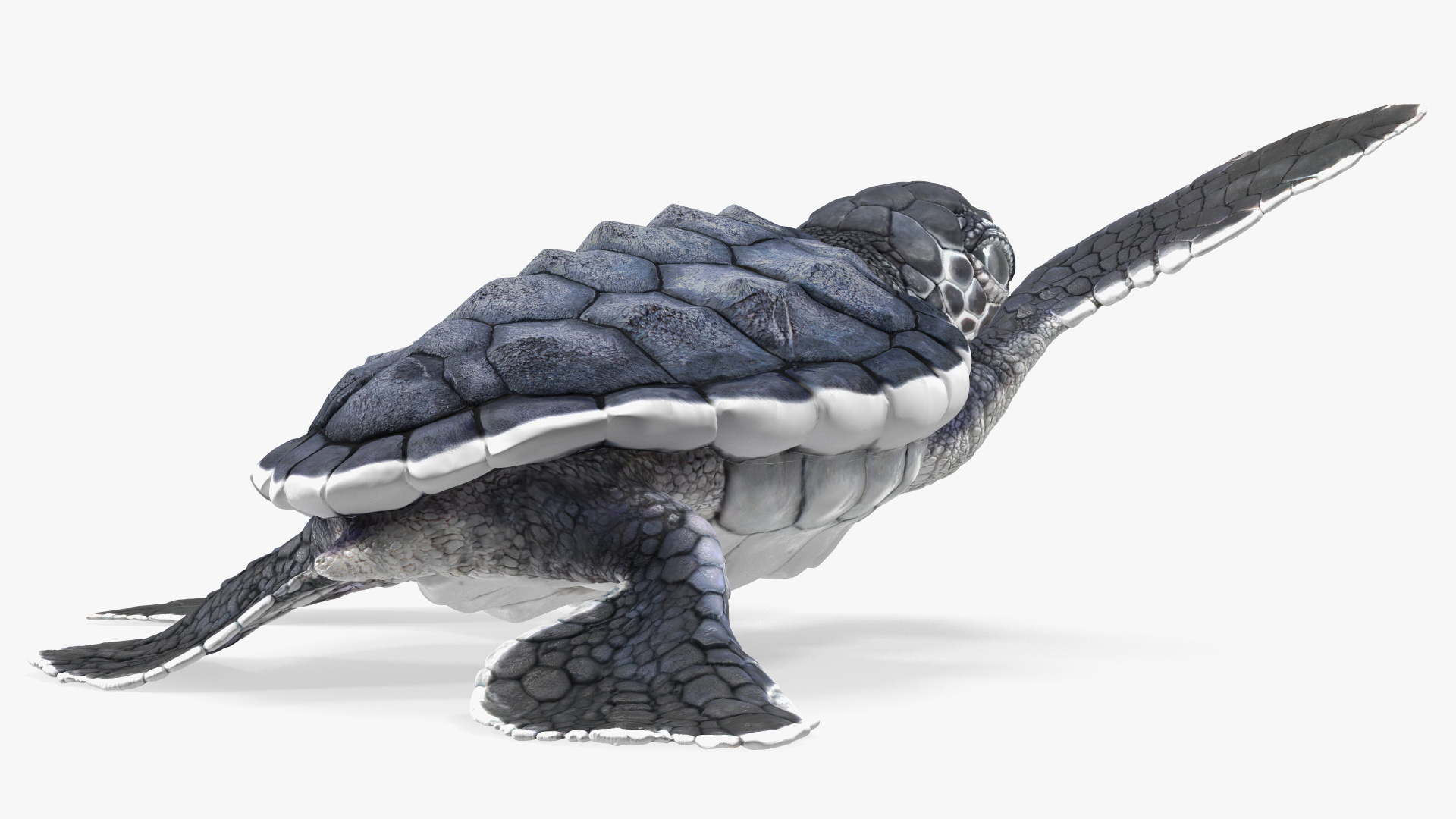 Baby Black Sea Turtle Runs to the Sea 3D