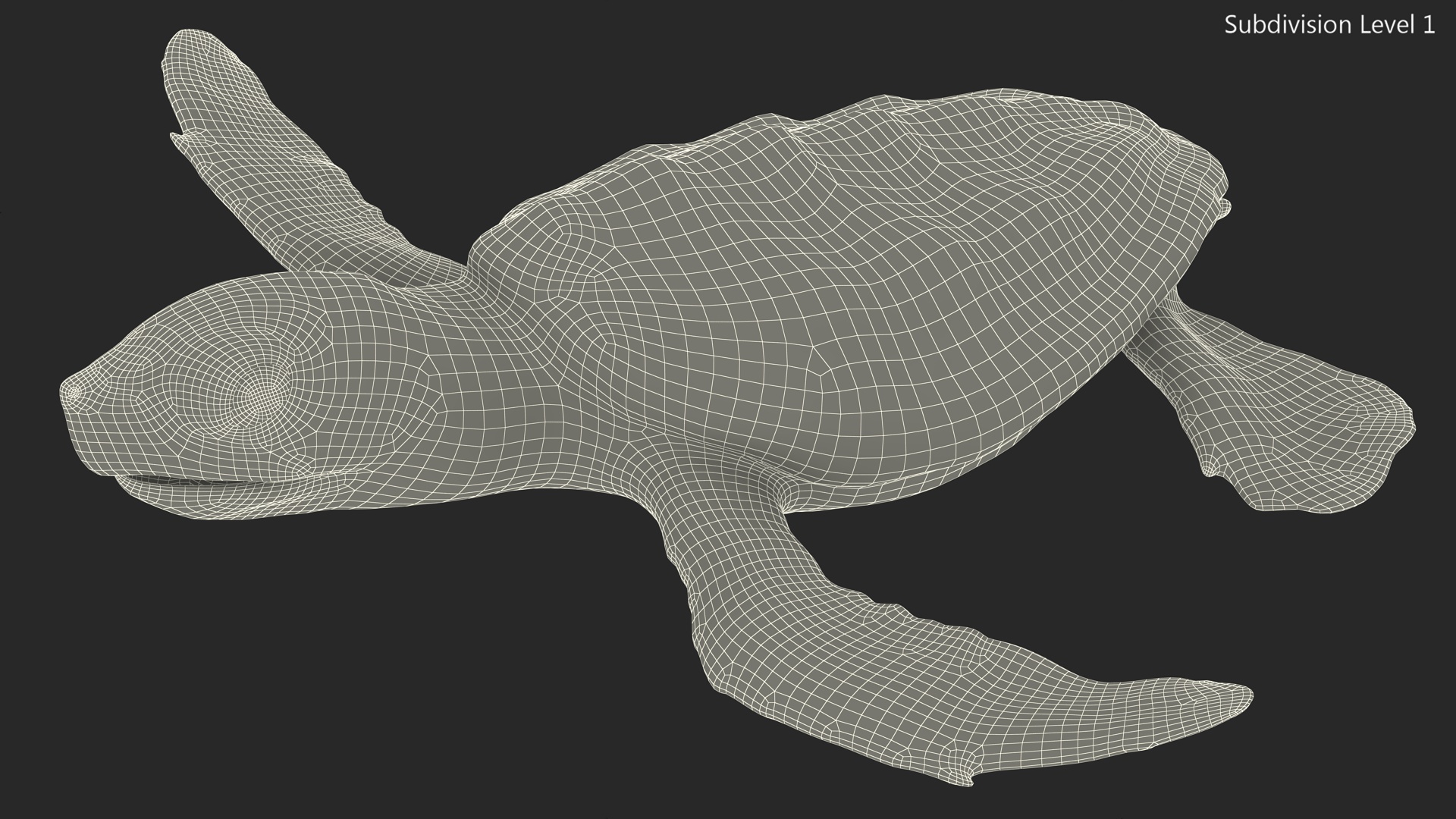 Baby Black Sea Turtle Runs to the Sea 3D