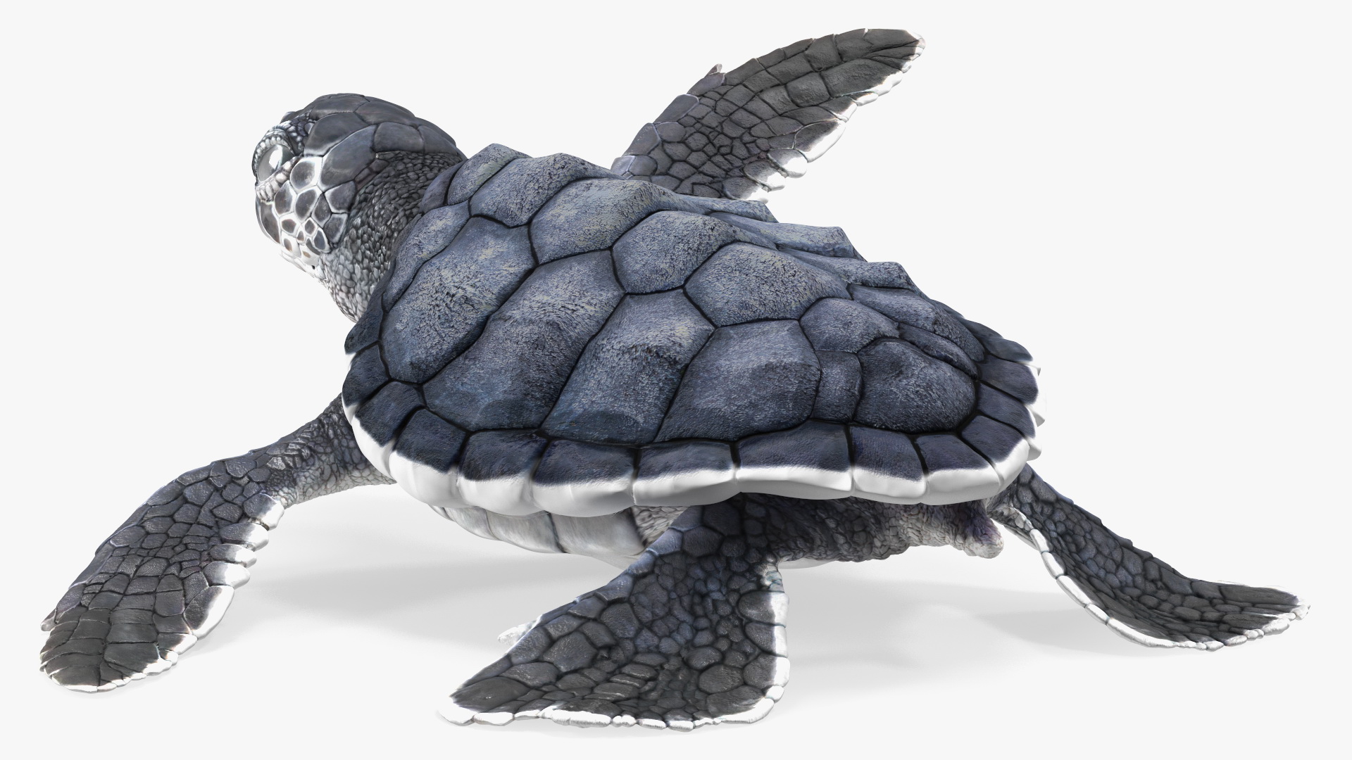 Baby Black Sea Turtle Runs to the Sea 3D