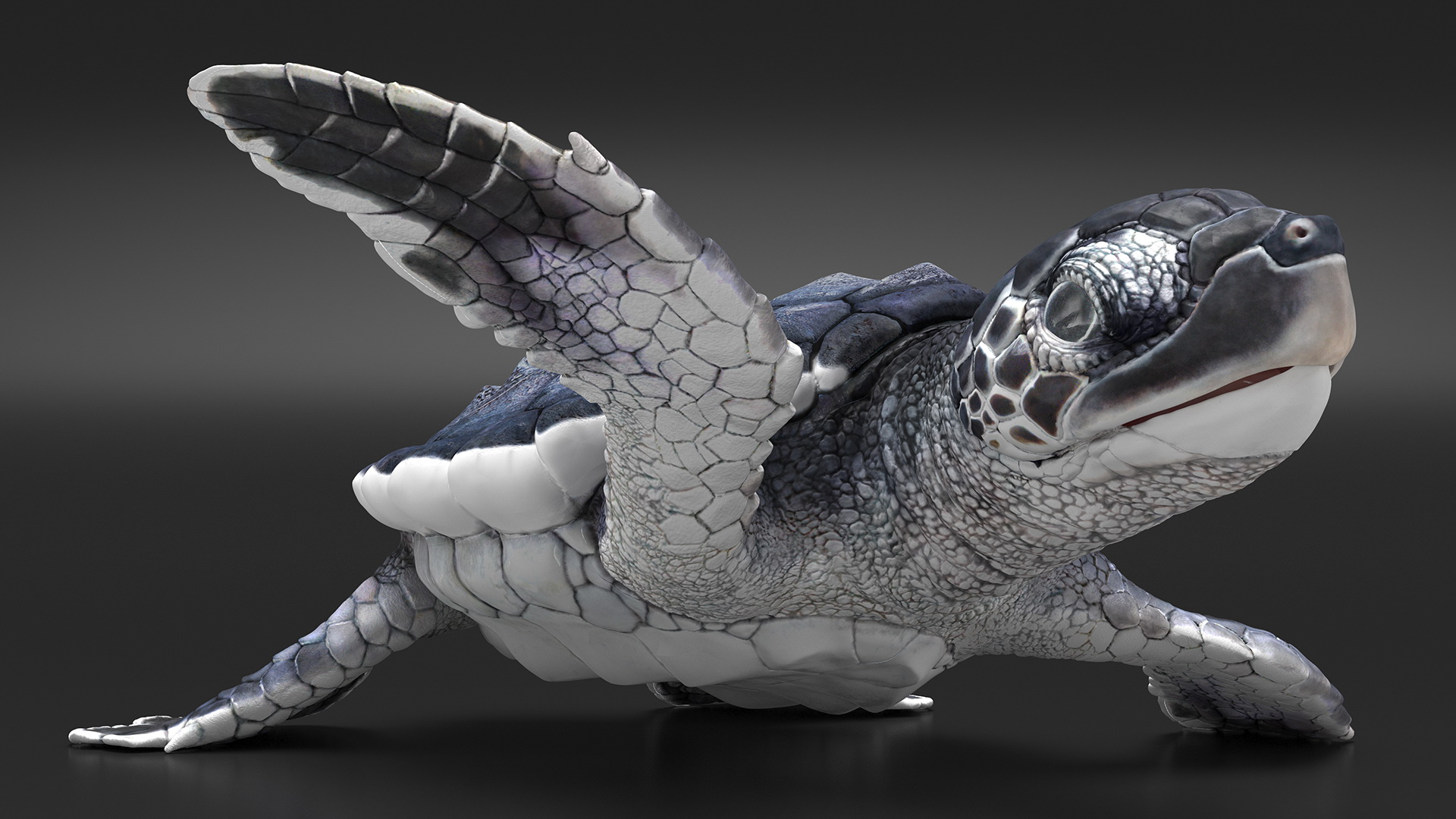 Baby Black Sea Turtle Runs to the Sea 3D