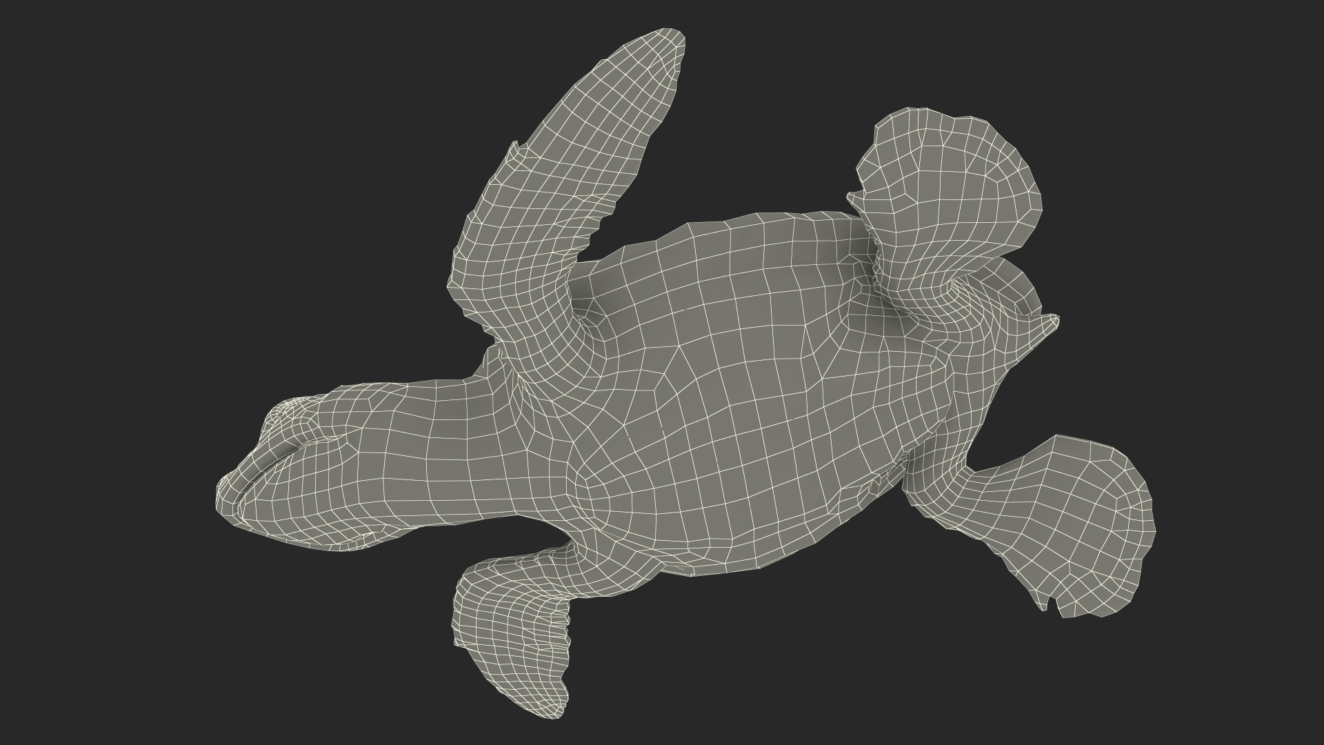 Baby Black Sea Turtle Runs to the Sea 3D