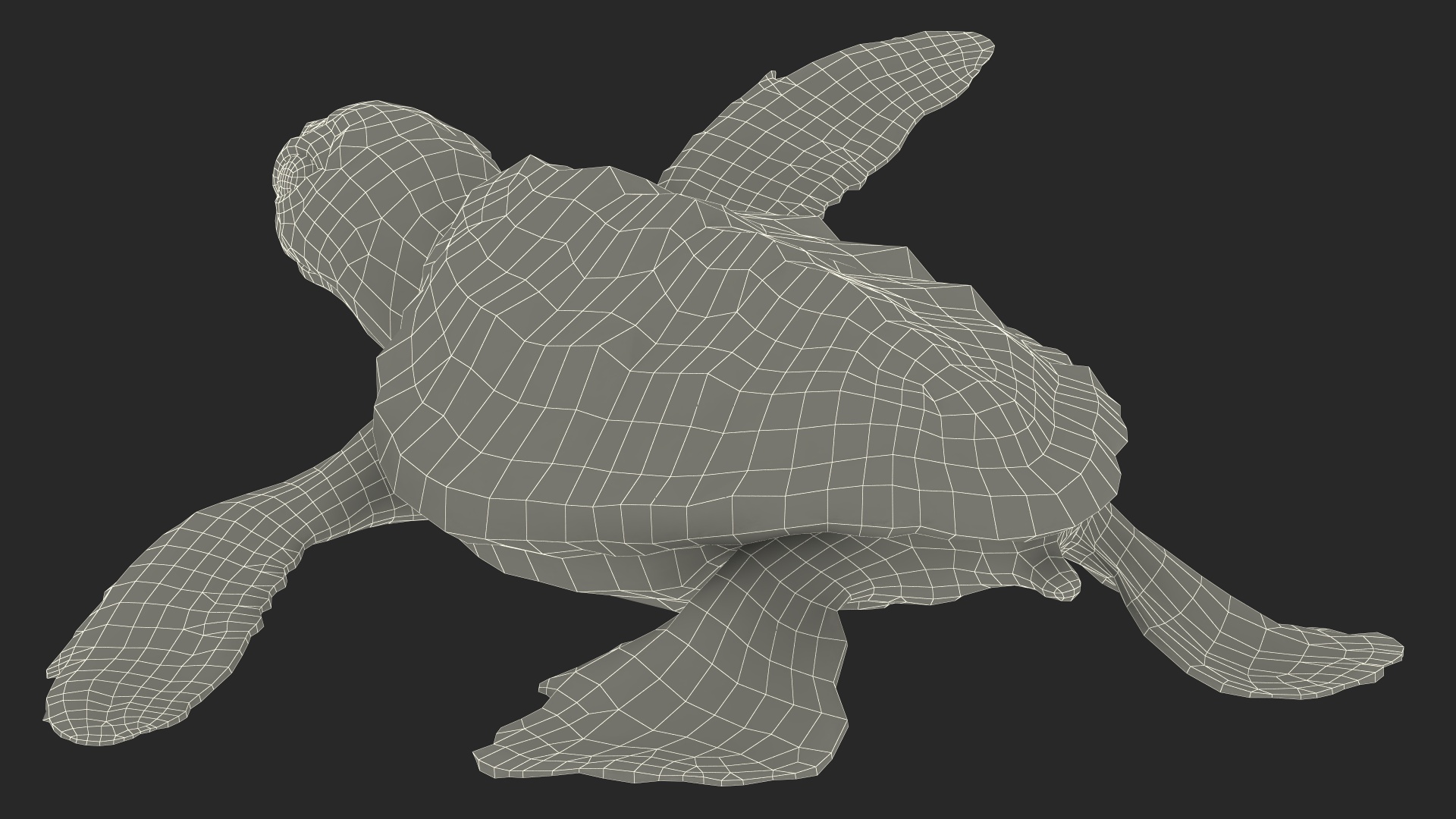 Baby Black Sea Turtle Runs to the Sea 3D