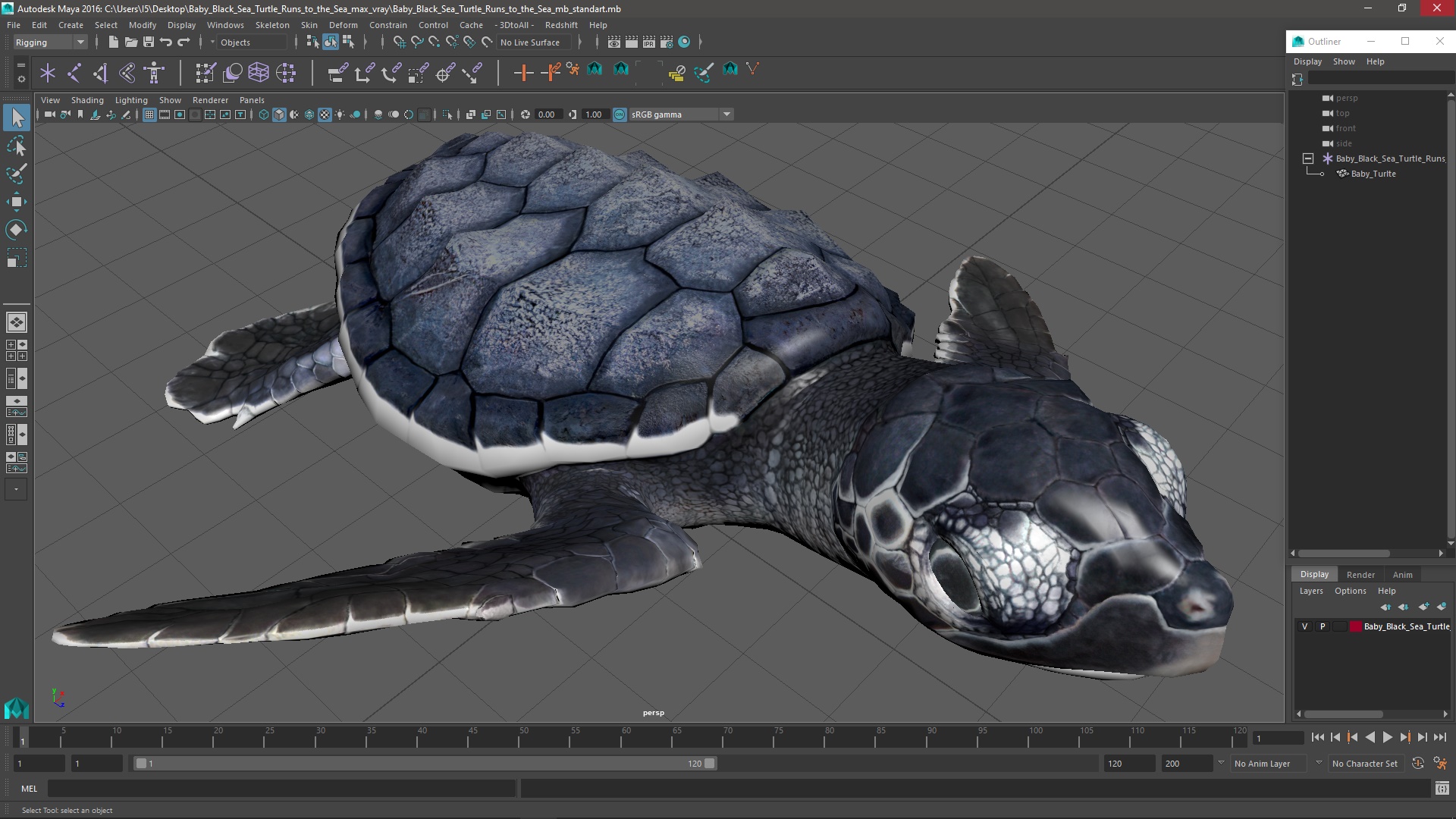Baby Black Sea Turtle Runs to the Sea 3D
