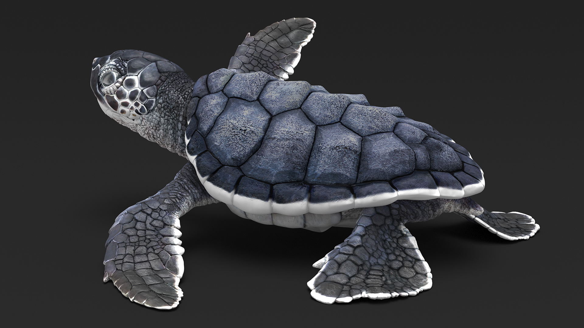 Baby Black Sea Turtle Runs to the Sea 3D