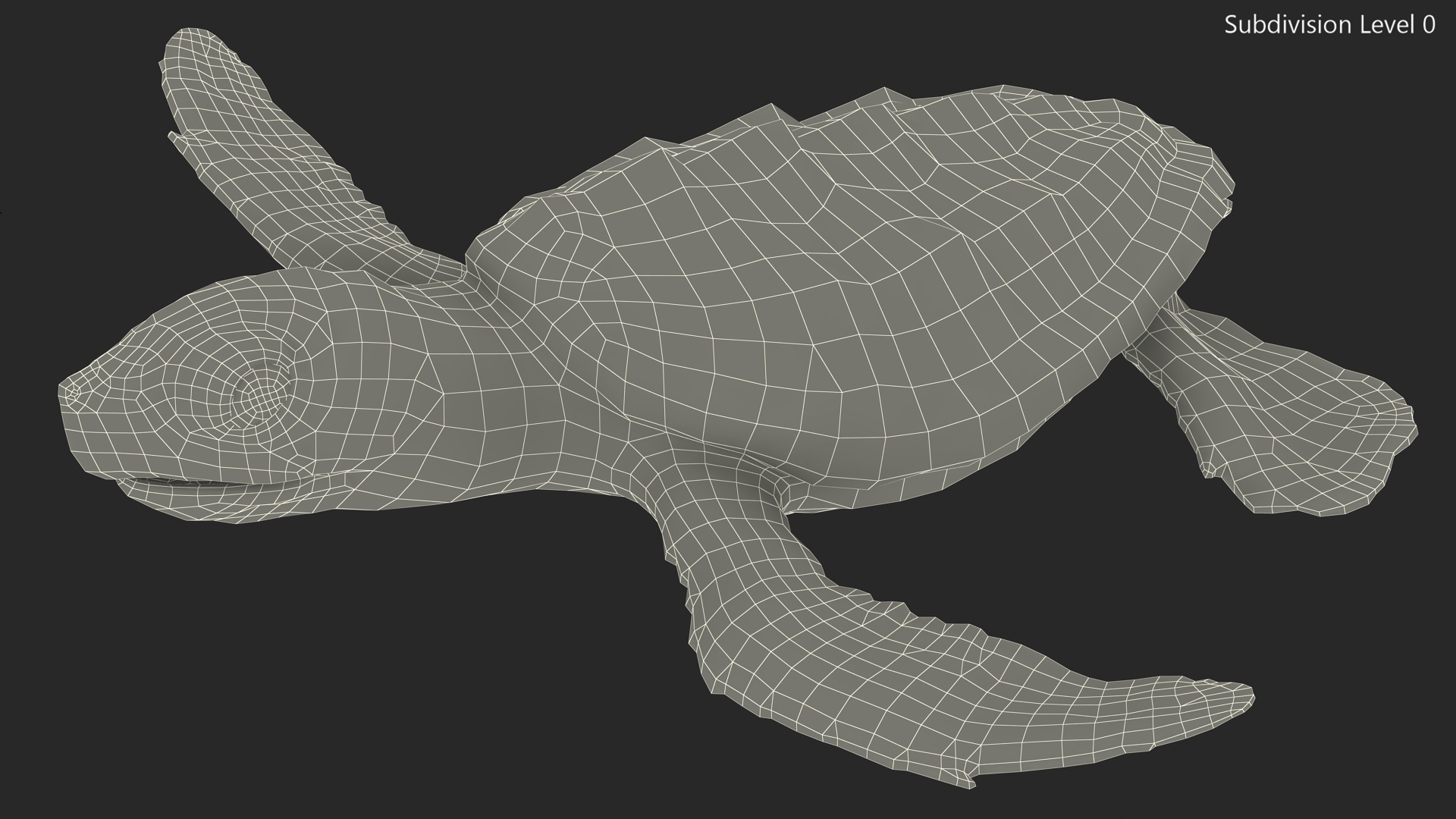 Baby Black Sea Turtle Runs to the Sea 3D