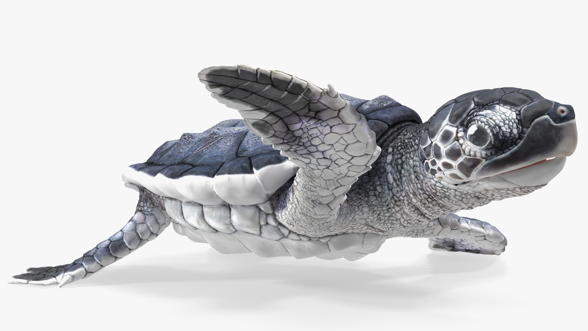 Baby Black Sea Turtle Runs to the Sea 3D