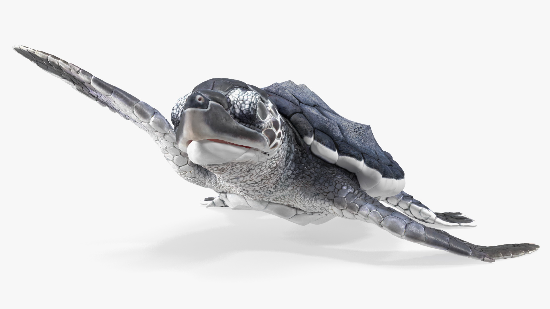 Baby Black Sea Turtle Runs to the Sea 3D