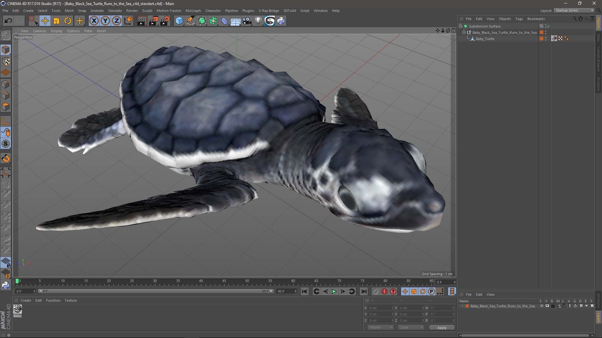 Baby Black Sea Turtle Runs to the Sea 3D