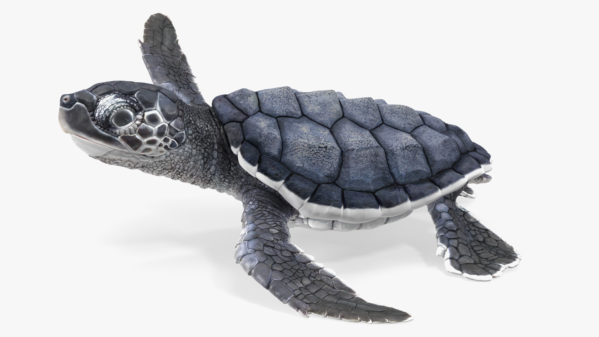 Baby Black Sea Turtle Runs to the Sea 3D