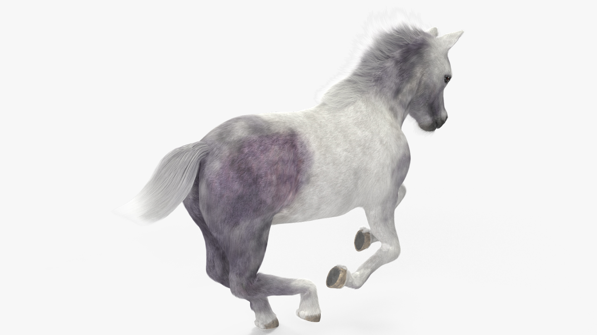 3D model Shetland Pony White Fur Rigged