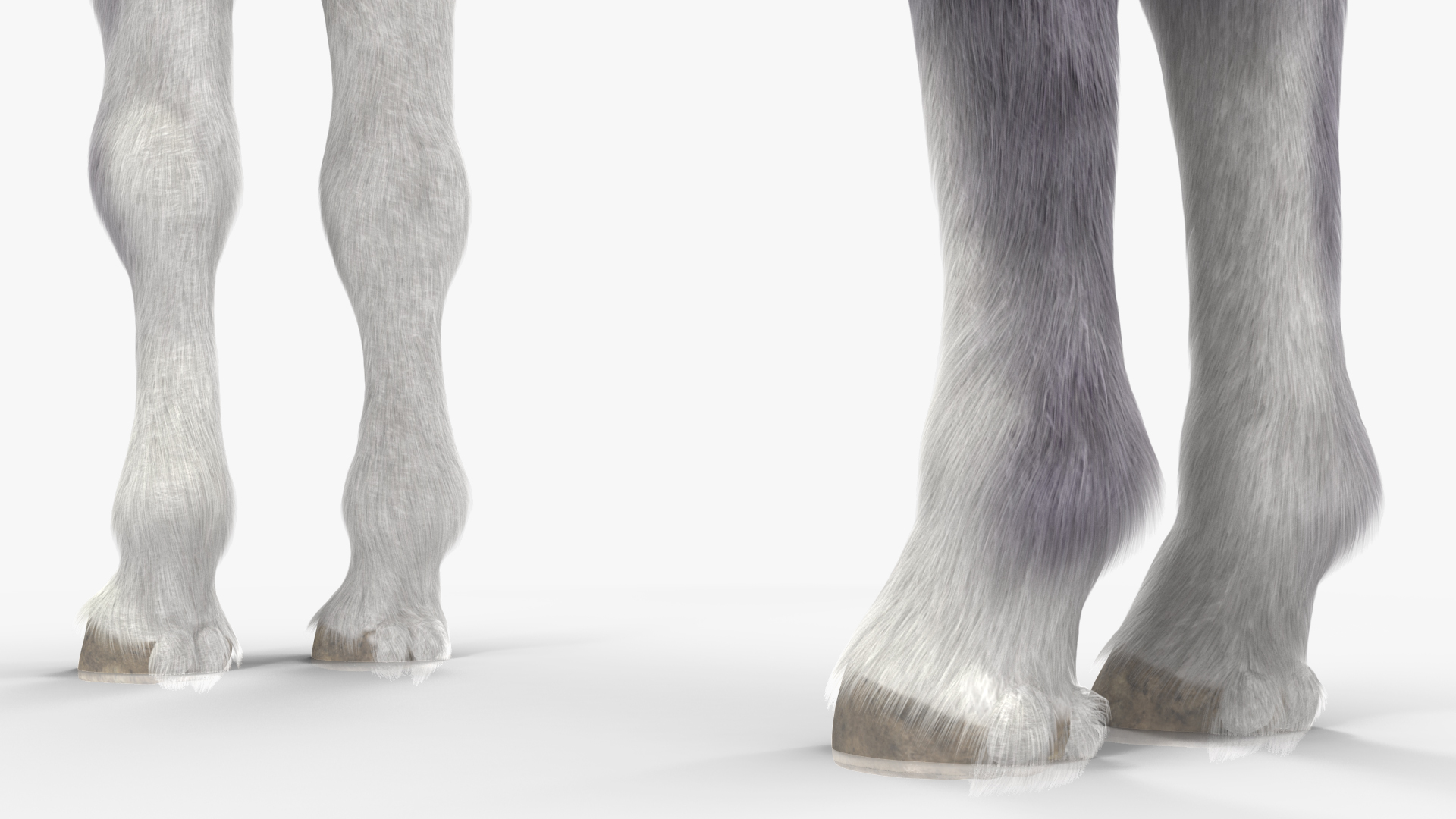 3D model Shetland Pony White Fur Rigged