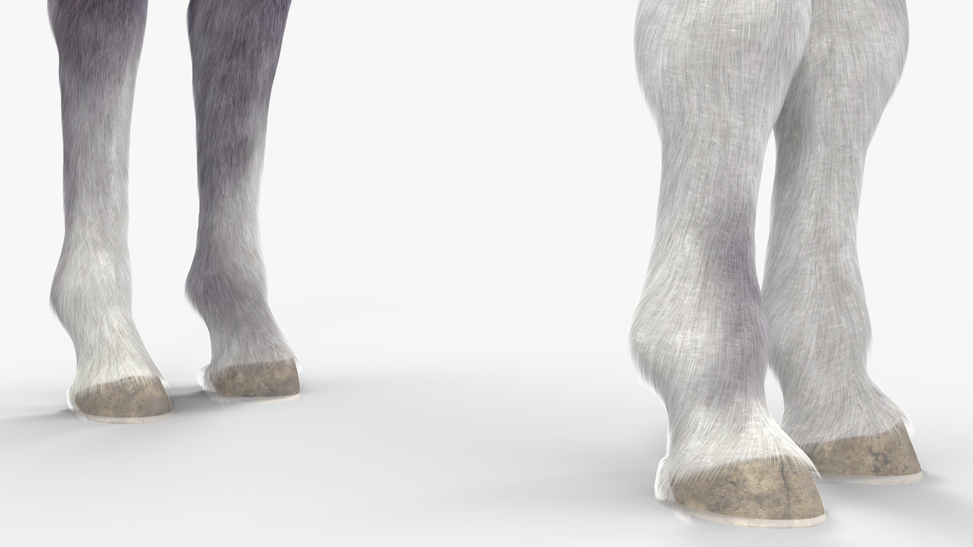 3D model Shetland Pony White Fur Rigged