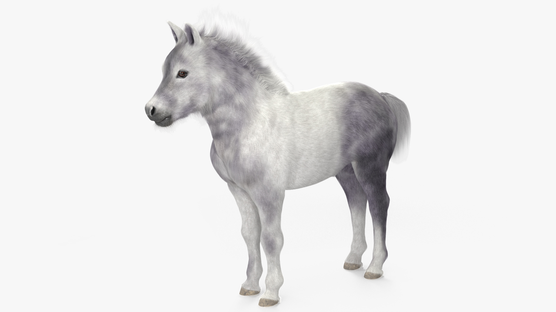 3D model Shetland Pony White Fur Rigged