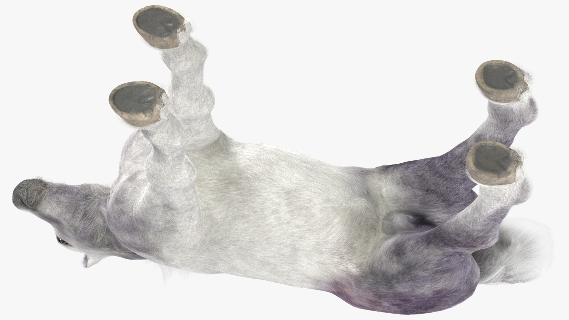 3D model Shetland Pony White Fur Rigged