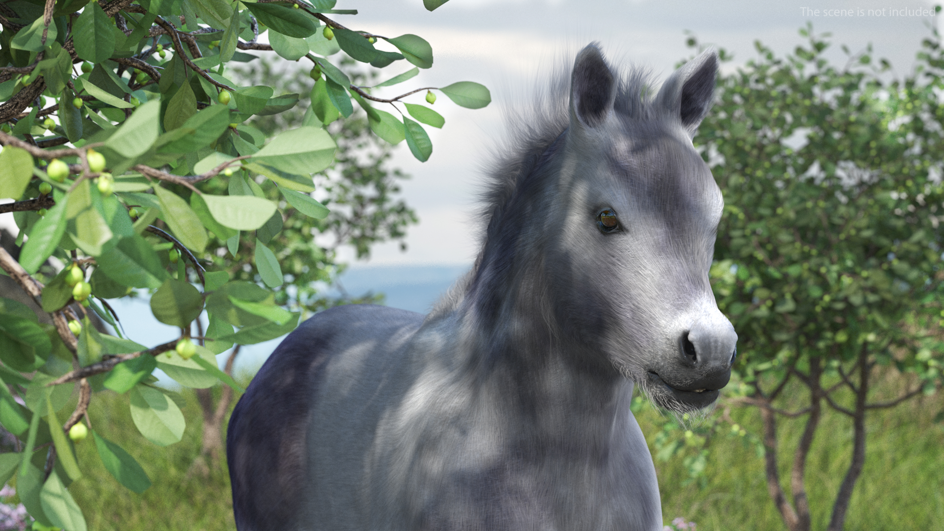 3D model Shetland Pony White Fur Rigged