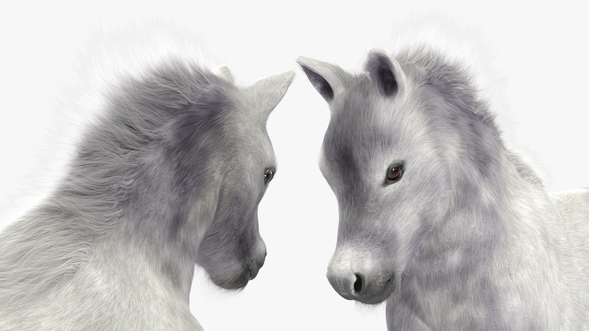 3D model Shetland Pony White Fur Rigged