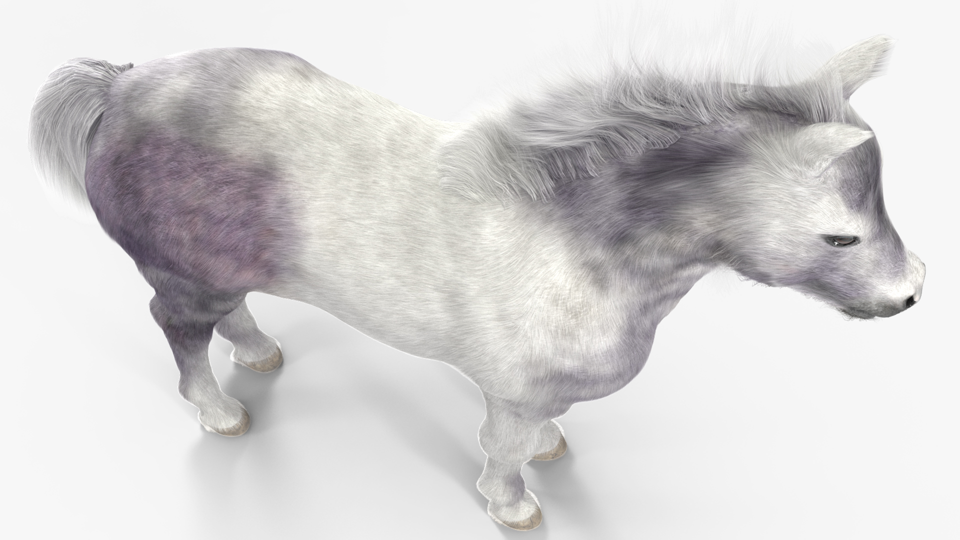 3D model Shetland Pony White Fur Rigged