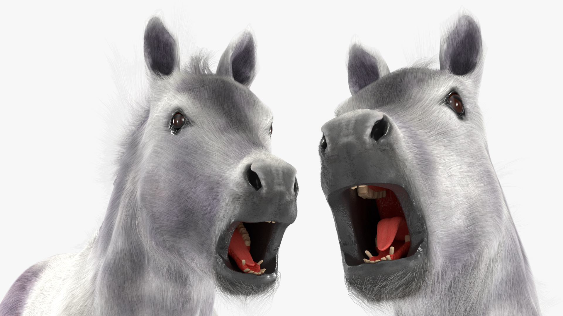 3D model Shetland Pony White Fur Rigged