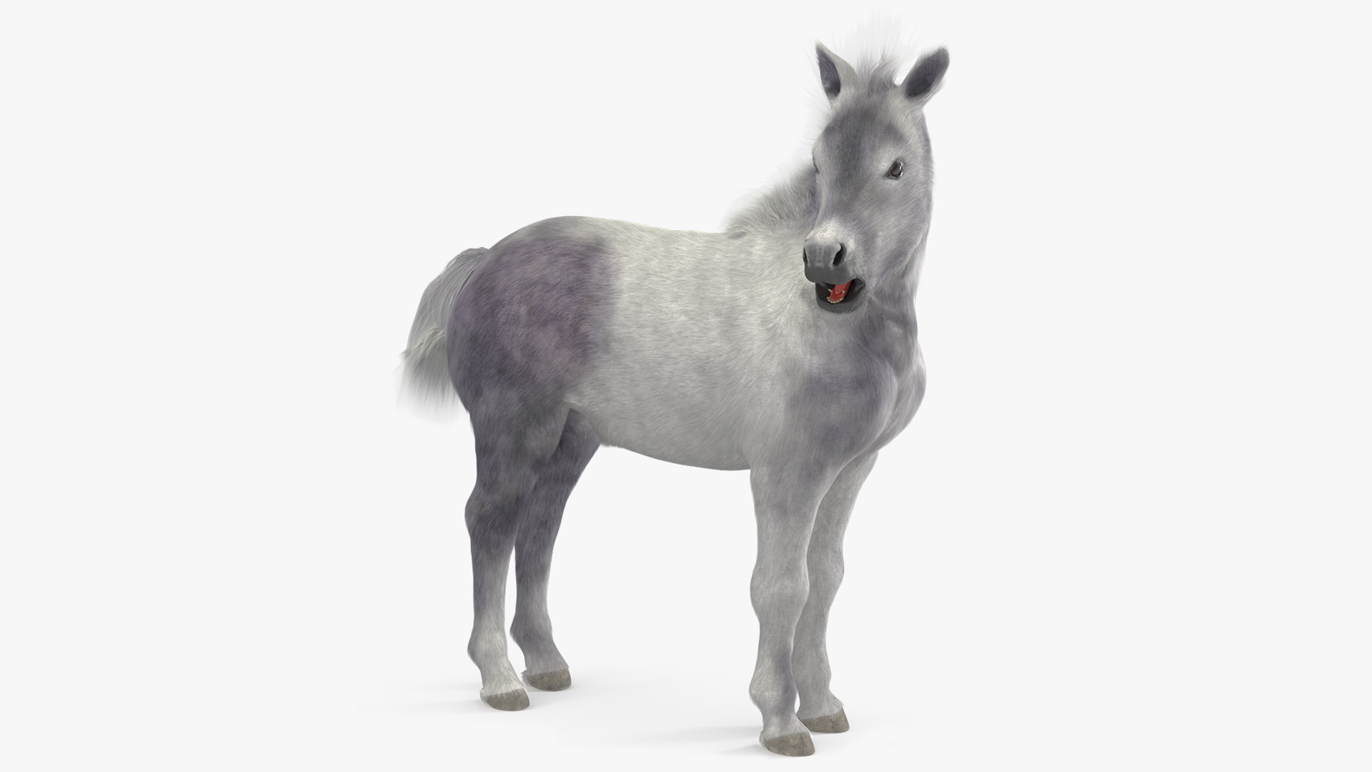 3D model Shetland Pony White Fur Rigged