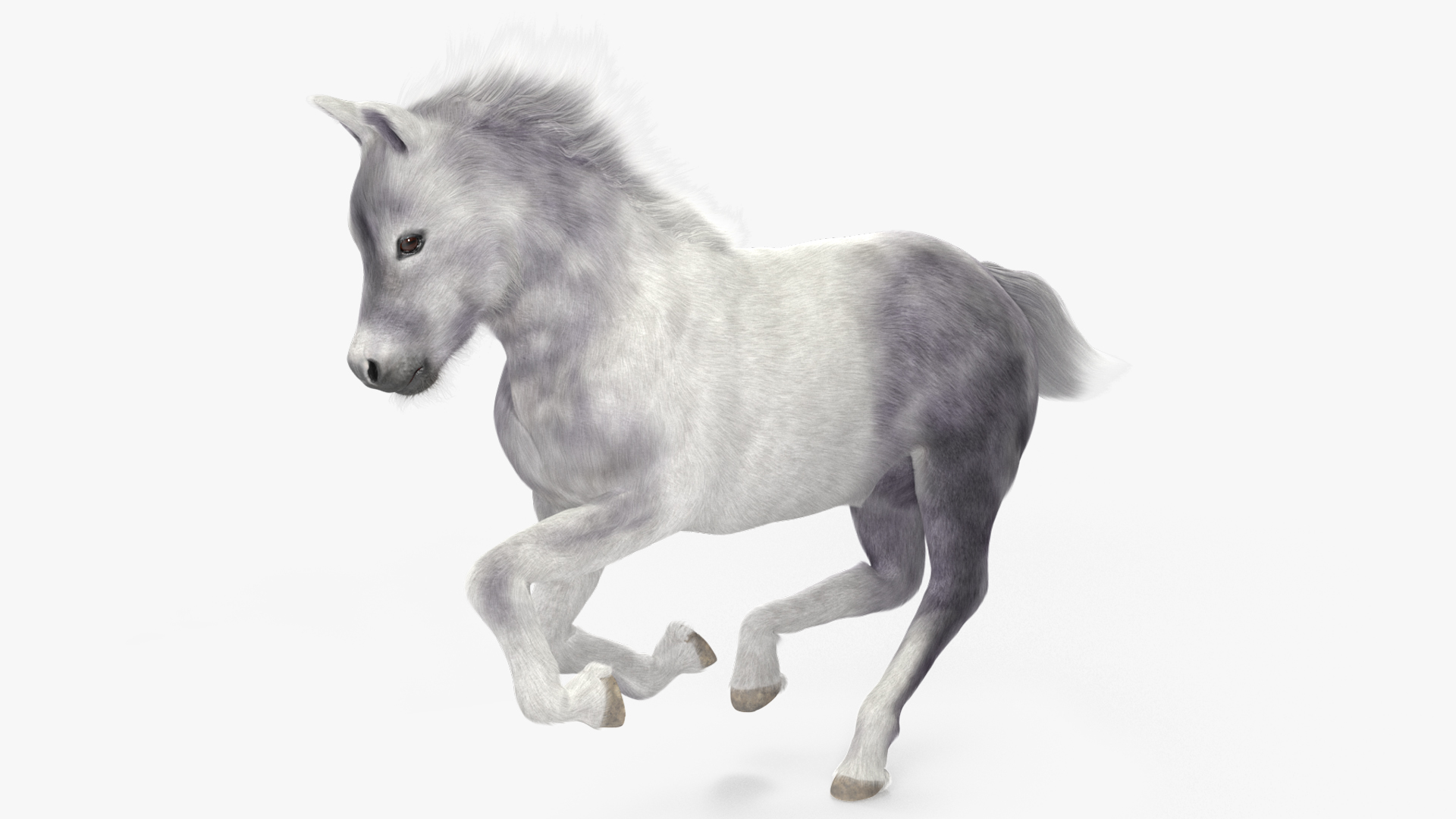 3D model Shetland Pony White Fur Rigged