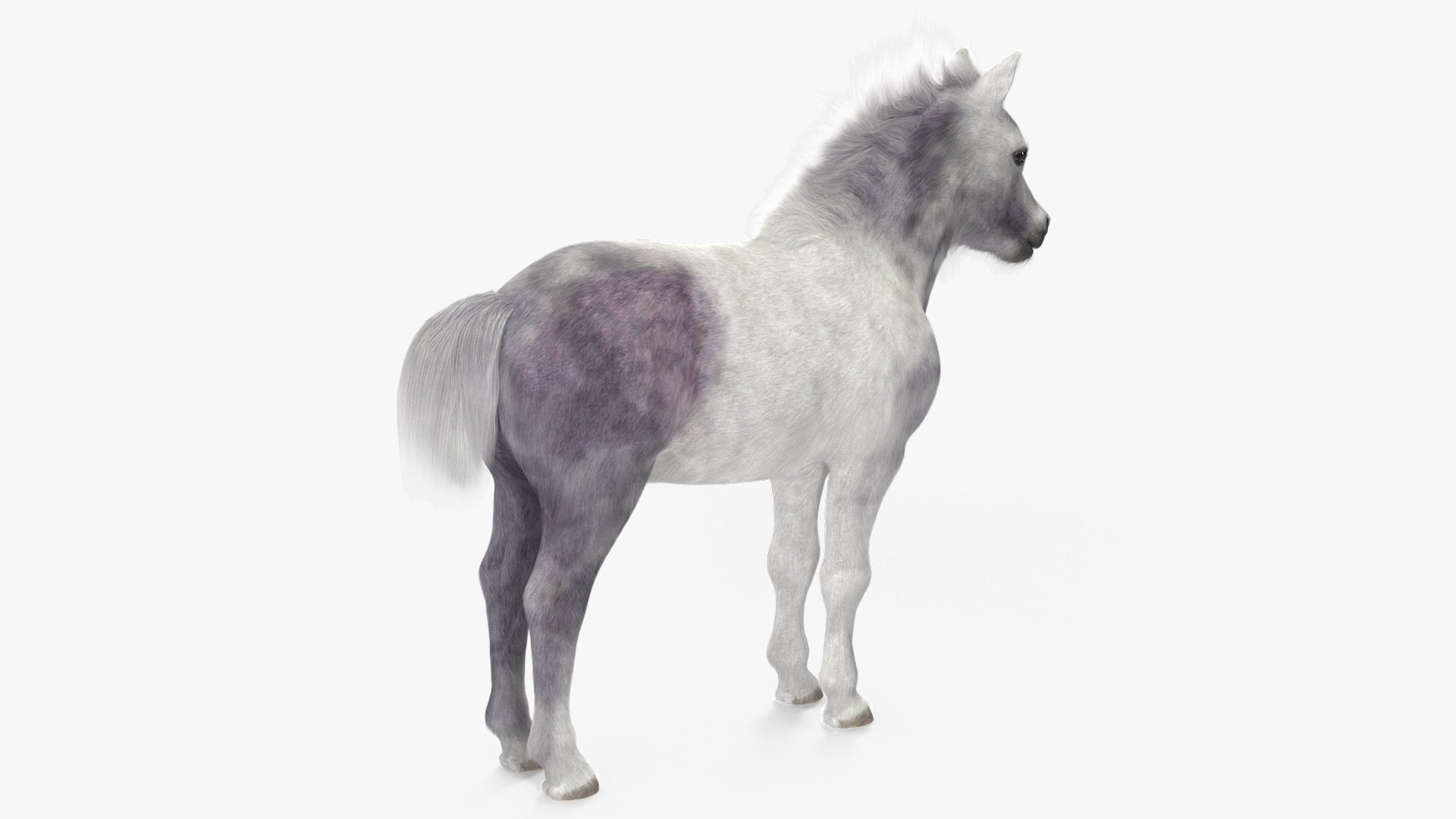 3D model Shetland Pony White Fur Rigged