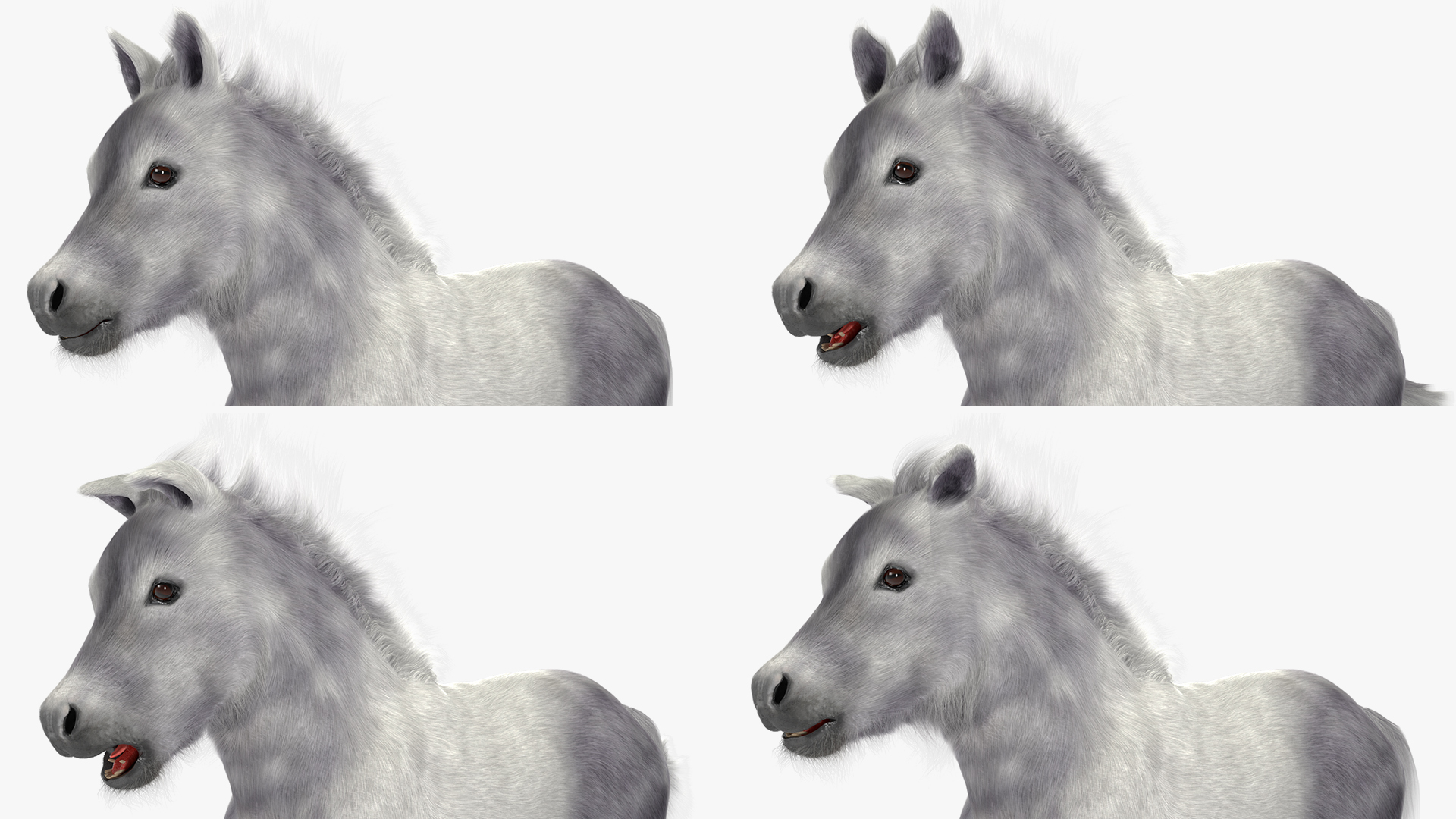 3D model Shetland Pony White Fur Rigged
