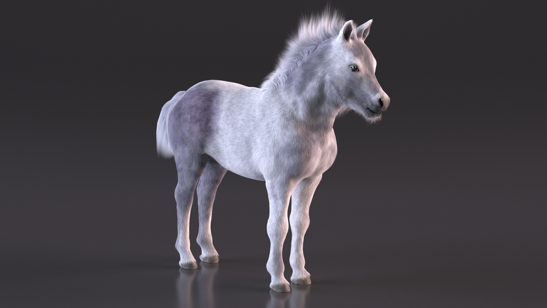 3D model Shetland Pony White Fur Rigged